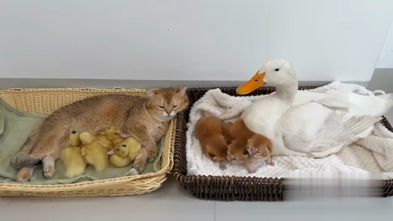 Unbelievable!The mother cat and the mother duck exchange children to raise them.