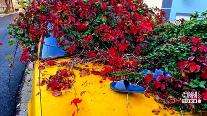 Hayalet otomobil sokak kedilerine yuva olmuştu! 8 yılda doğanın parçası oldu...