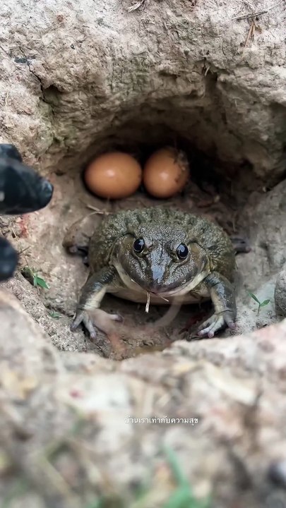 ฉันตกใจหมด #สัตว์โลกน่ารัก #frog