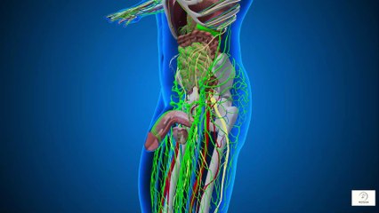 “Chronic Inflammation & Cancer Risk After 60 — What You Can Do to Protect Yourself Naturally”