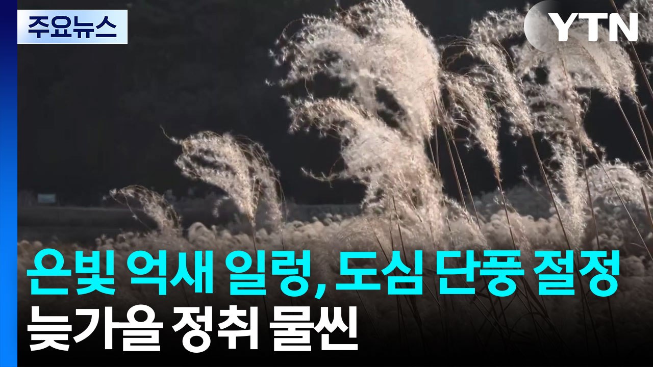 은빛 억새 일렁, 도심 단풍 절정...늦가을 정취 물씬 / YTN