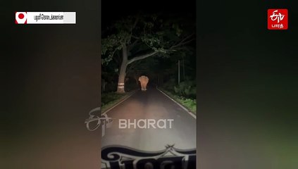 சுற்றுலா வாகனத்தை துரத்திய காட்டு யானை! பழனி - கொடைக்கானல் சாலையில் அதிர்ச்சி சம்பவம்!