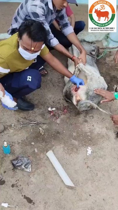 गौ रक्षा दल गायों की सुरक्षा और देखभाल के लिए काम करने वाला एक संगठन है