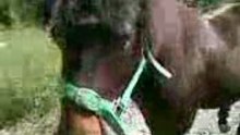 Fino balade en lib 2