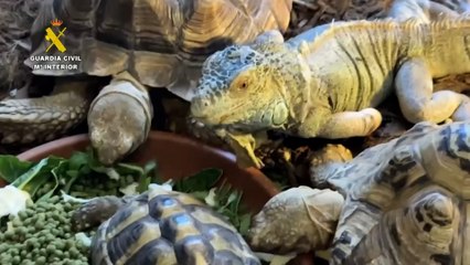 La Guardia Civil interviene cerca de 500 animales exóticos protegidos en un falso refugio de Ávila