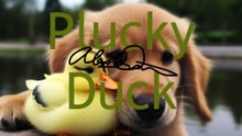 Plucky Duck