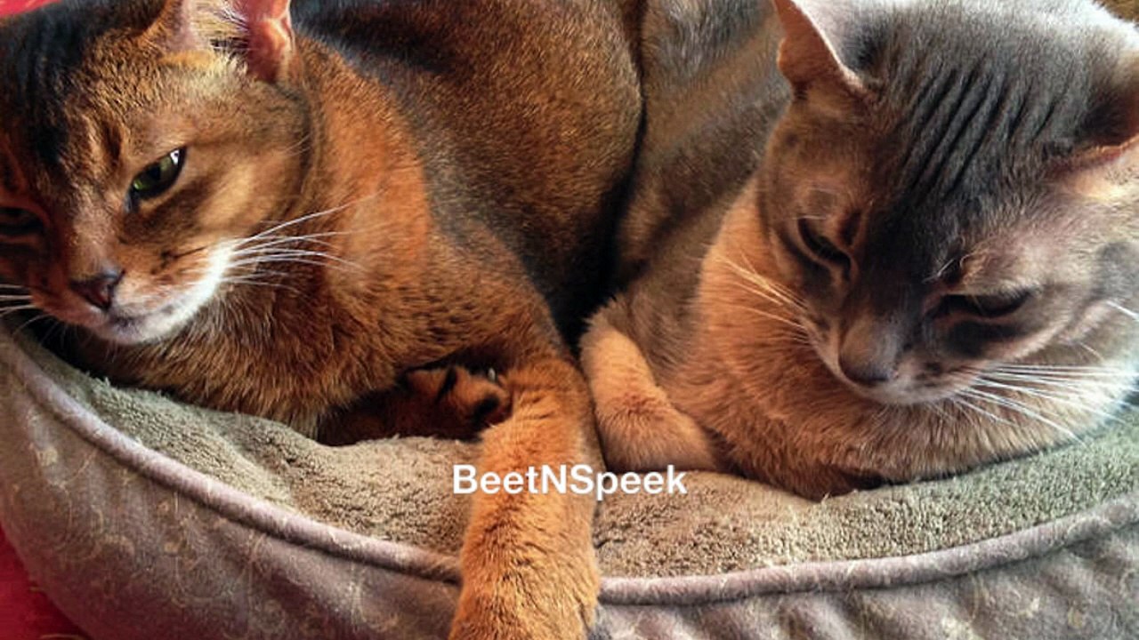 BeetNSpeek