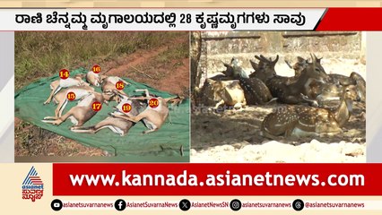 ರಾಣಿ ಚೆನ್ನಮ್ಮ ಝೂ: 28 ಕೃಷ್ಣಮೃಗಳ ಸಾವಿಗೆ ಮಾರಣಾಂತಿಕ ಬ್ಯಾಕ್ಟೀರಿಯಾ ಕಾರಣ?