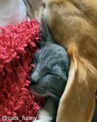 Ces Chats N'Ont Peur de Rien !_1758374155