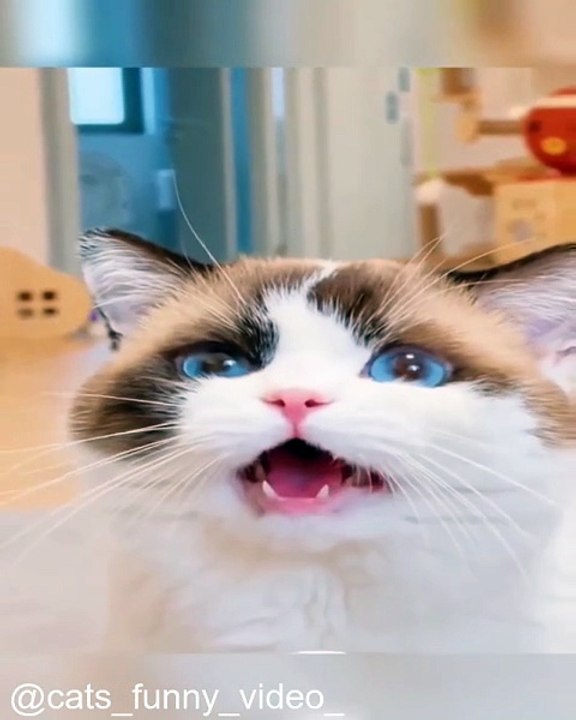La Compilation de Rire Ultime pour les Fans de Chats_1757834067