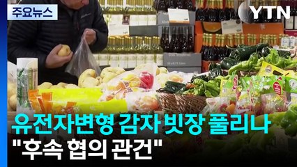 유전자변형 감자 빗장 풀리나..."후속 협의 관건" / YTN