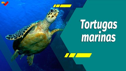 Punto Verde | Guardianes de las Tortugas Marinas de Camurí Grande hacen un llamado a la conservación
