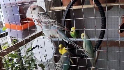 “🐦🎉 Morning Chirping Madness – Bohut Chillate Hain! 🌿💫” #budgies #birds