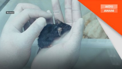 Empat ekor tikus bawa pulang data ke Bumi