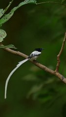 Asian paradise flycatcher (Male)#reels #reelsvideo #reelsinstagram #trendingreels #viral #wildli