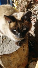 Romantic cat catching last sunrays this year? Yes, we will all miss it for next 4 months :) #shorts #cats #funnycats