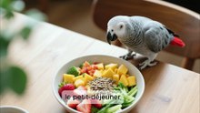 Louna, le Gris du Gabon : Un Perroquet Incroyablement Intelligent !