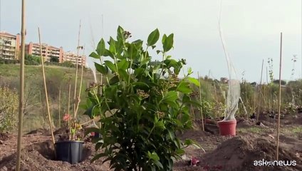 TIM pianta 400 alberi a Roma per miglioramento ambiente urbano