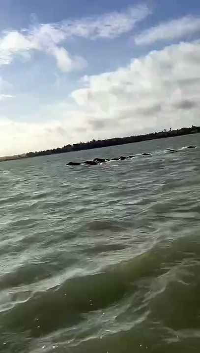 Une famille sangliers nagaent dans la baie de Lancieux par Jonathan Glais