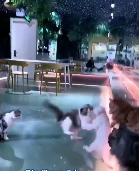 Cat  fight club
