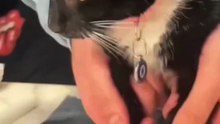 Cat paws make me love and hate