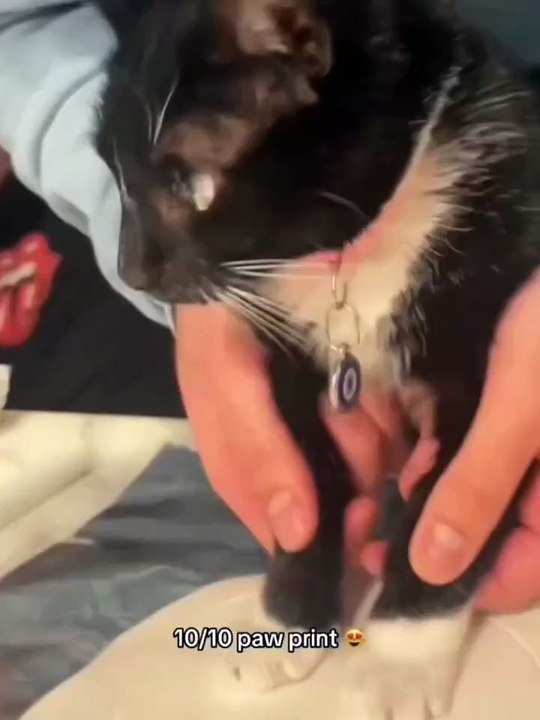 Cat paws make me love and hate