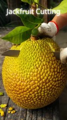 Satisfying Jackfruit Cutting