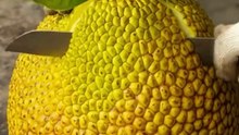 Satisfying Jackfruit Cutting
