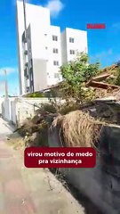 Terreno no São Vicente virou criadouro de cobras, caramujos e insetos