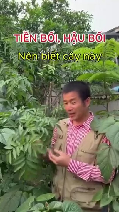 Cây cơm cháy