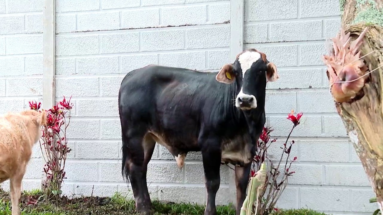 tn7'-Gotero, el toro que escapó del matadero y...