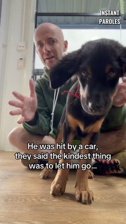 Ce chien qui ne pouvait plus marcher surprend tout le monde en marchant de nouveau