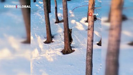 Kış uykusundan uyanıp ağaca tırmanan boz ayı görüntülendi