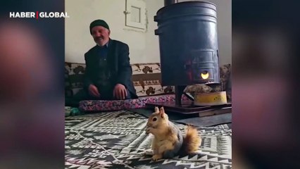 Van’da bir evde fındık yiyip soba keyfi yapan sincabın görüntüleri sosyal medyada gündem oldu