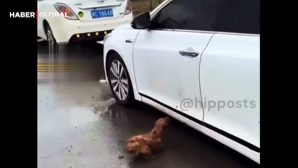 Milyonları ağlattı: Terk edilen cins köpek, her beyaz arabada sahibini ararken görüntülendi