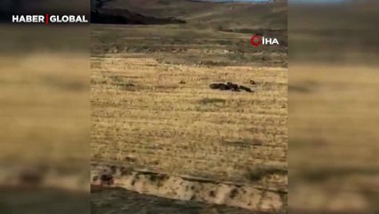 Yer Van: Güpegündüz sürü halde görenler telefona sarıldı