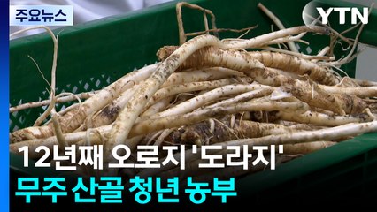 [청년농부] 12년째 오로지 '도라지'...무주 산골 청년 농부 / YTN
