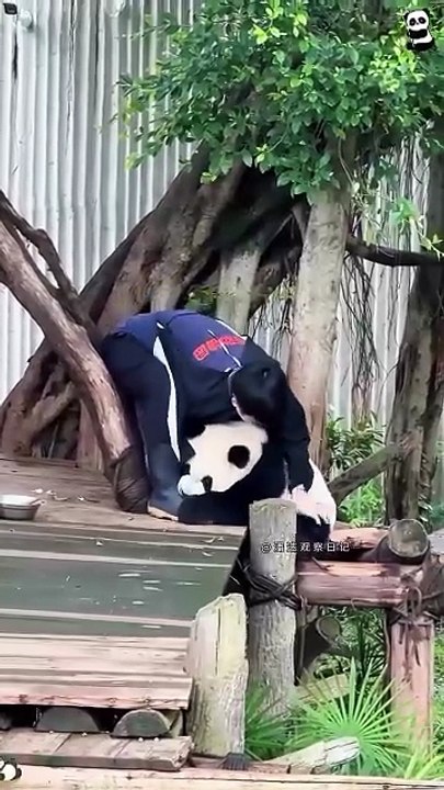 Animals is Funny