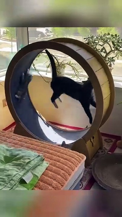 Animals is Funny