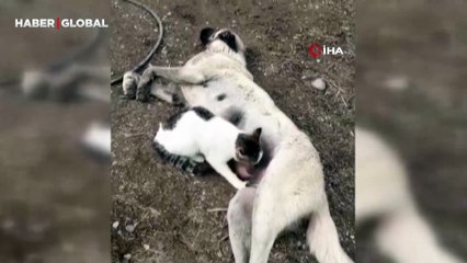Tunceli'de duygulandıran görüntü: Köpeğe masaj yapan kedi daha sonra ondan süt içti