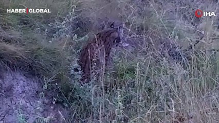 "Ormanların hayaleti" Kırıkkale'de ortaya çıktı, bir de poz verdi