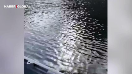 Hızı ile şaşırttı! Tekne ile yarışan timsah sosyal medyayı salladı