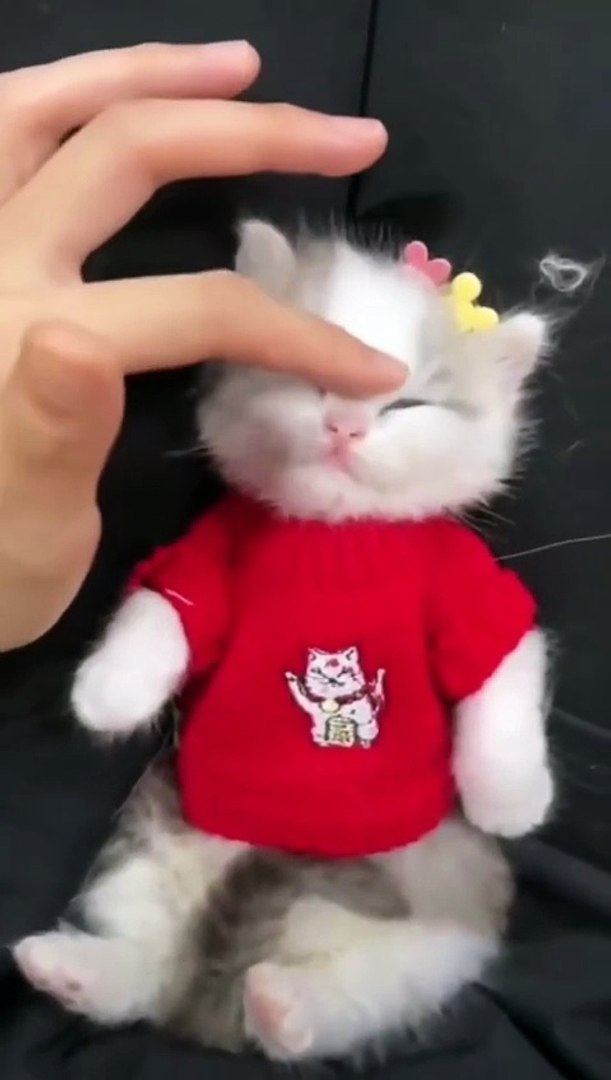 ⁣Cute Kitten ❣️😍 #shorts #cute #kitten #pets #babykitten
