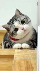 Cute kitten 🥰😊 #shorts #cute #babycat #kitten #catvideos