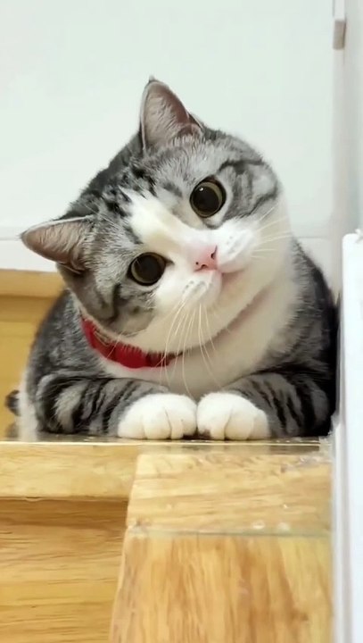 Cute kitten 🥰😊 #shorts #cute #babycat #kitten #catvideos