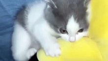 Funny cat 😍🐈 #shorts