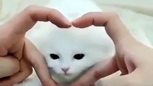 Lovely Kitten 😍😋🙈 #shorts #cat #cute #kitten #catfancy #pets #catvideos