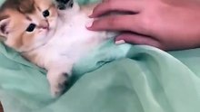 Kitten playing 🤣😂🤗 #shorts #babycat #cats #kitten #playing