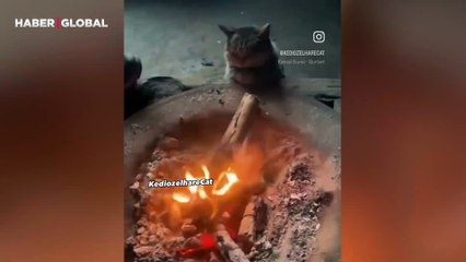 Dışarıda soğuktan donan kedinin yanan ateşin başında kendini ısıttığı anlar duygulandırdı