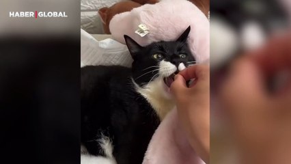 Sahibine triplenen kedinin yattığı yerden yemek yediği anlar kahkahaya boğdu